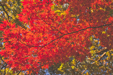 紅葉