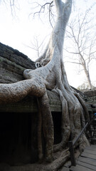 roots of tree
