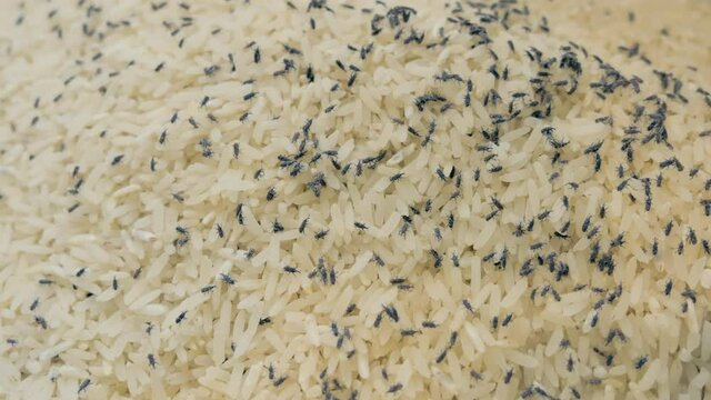 Medium closeup – footage of many rice weevils moving and feeding on Thai rice.