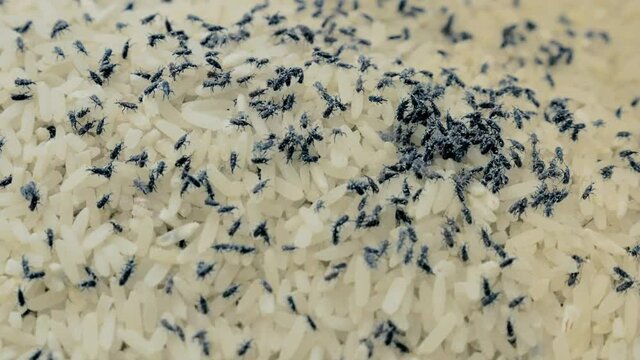 Medium closeup &ndash; footage of big group of rice weevils moving and feeding on Thai rice.