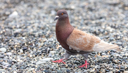 A pigeon walks on a stone pebble by the sea.