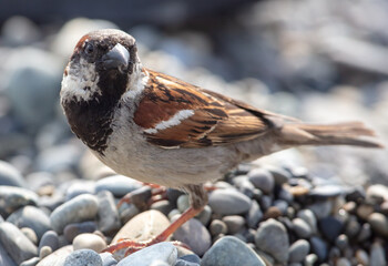 A sparrow walks on a stone pebble by the sea.