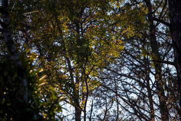 Obraz premium Nature forest green leaves Refreshing