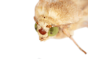 Close up portrait of a moth butterfly on a white background.