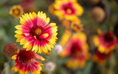 Orange flowers in nature as a background.