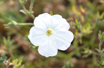Beautiful white flower in nature.