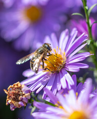 Bee on a purple flower.