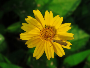 Sphagneticola trilobata,Sphagneticola trilobata, commonly known as the Bay Biscayne creeping-oxeye, Singapore daisy, creeping-oxeye, trailing daisy, and wedelia,