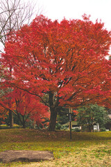 Naklejka premium 紅葉