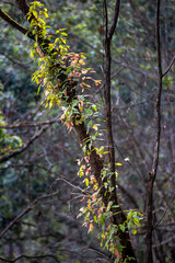 Nature forest green leaves Refreshing