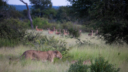 Lioness walking past impala