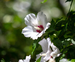 White flowers on a plant