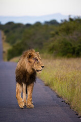 Injured/wounded lion walking down the road.