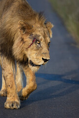 Obraz premium Injured/wounded lion walking down the road.