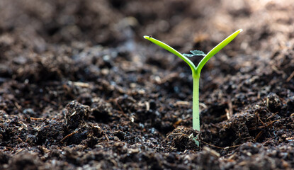 A small sprout of a cucumber in the ground in spring.