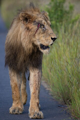 Injured/wounded lion walking down the road.