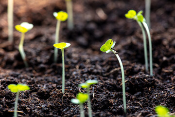 Small sprouts of arugula in the ground in spring.