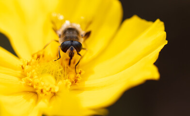 Bee on a yellow flower.