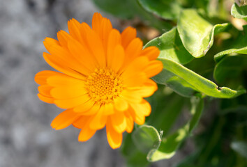 Orange flowers in nature as a background.