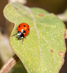Ladybug on a green leaf in nature.