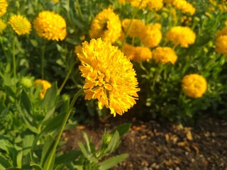 yellow dandelions on grass