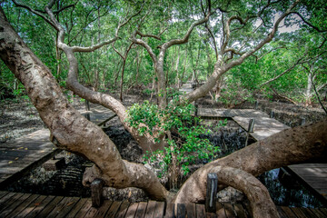 Nature forest green leaves Refreshing