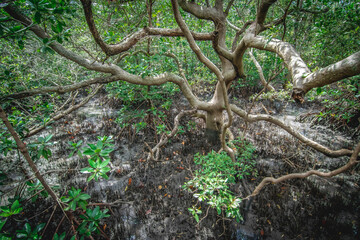 Nature forest green leaves Refreshing