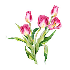 Fototapeta premium Watercolor illustration. Bouquet of tulips. Yellow, pink flowers on a white background. Mother's day drawing.