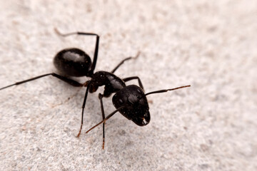 Closeup black ant on the cement ground