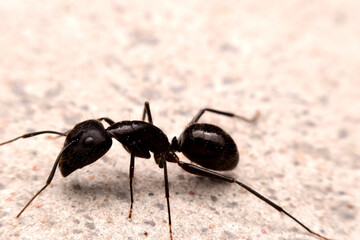 Closeup black ant on the cement ground