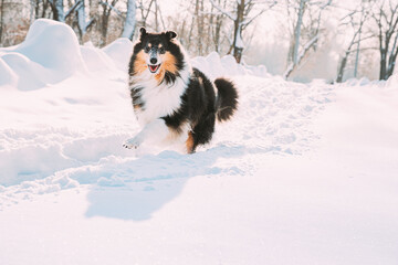 Funny Young Shetland Sheepdog, Sheltie, Collie Fast Running Outdoor In Snowy Park. Playful Pet In Winter Forest