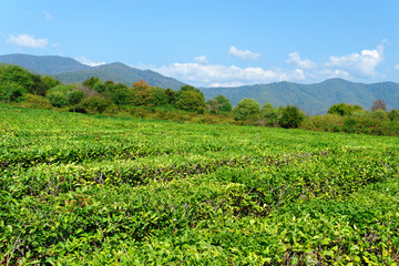 Fototapeta na wymiar Panoramic view of a mountain tea plantation with blue sky on background