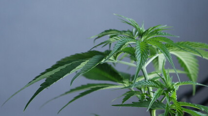 cannabis sativa in the growing season in a close-up against the background of a gray wall of the room, a crown of growing hemp in blurred outlines on a one-color backdrop with a place for text