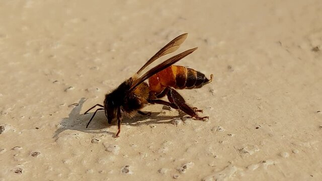 close view of honeybee insect isolated on morning sunlight