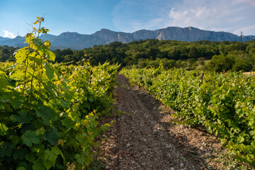 Fototapeta na wymiar winery plantations in long rows on the mountains and hills