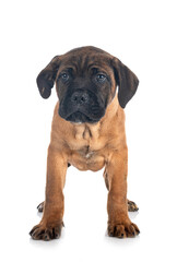 Obraz premium puppy cane corso