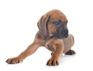 Obraz premium puppy cane corso