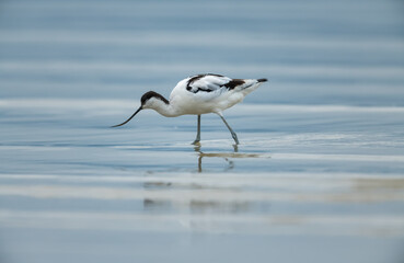 Pied avocet searching for food on beach