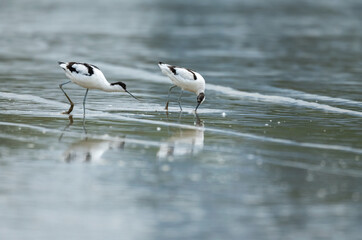 Pied avocet searching for food on beach