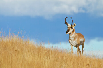 Pronghorn Antelope buck in native prairie habitat - environmental portrait against a natural blue...
