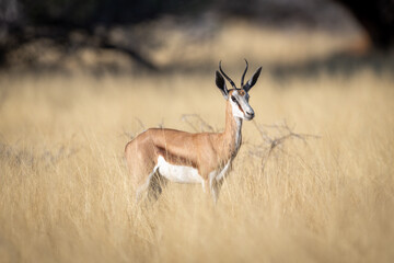 Springbok stands in tall grass watching camera © Nick Dale
