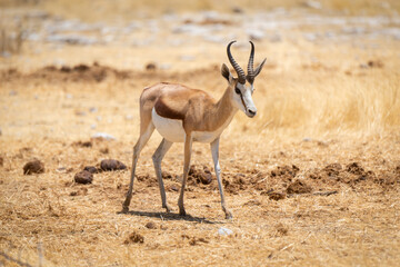 Springbok stands in short grass eyeing camera