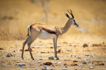 Springbok stands in short grass in profile