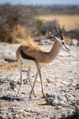 Springbok stands near trees on rocky slope