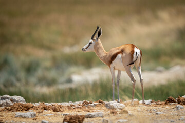 Springbok stands near reeds at rocky waterhole