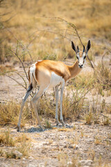 Springbok stands turning to camera by thornbush