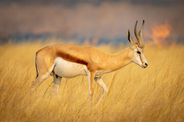 Springbok walking through grass with flames behind