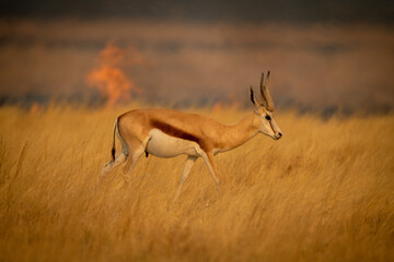 Springbok walks in grass with flames behind