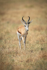 Naklejka na ściany i meble Springbok walks in sun across short grass