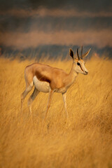 Springbok walks through grass with plain behind